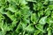 Nettle Background grows in the ground. Alternative medicines
