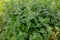 nettle bush with pieces of poplar fluff