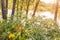 Nettle and celandine growing on the shore of the lake at sunset