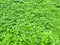 Nettle, common lady mantle and bishop weed bright green pattern in Moscow botanical garden, Moscow Russia