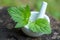 nettle dioecious, Urtica dioica next to pharmacy utensils bottle for medicines, pantglas made of dark glass for