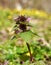 Nettle flower