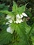 Nettle Flowers