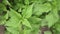 Nettle with fluffy green leaves. Background Plant nettle grows in the ground
