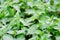 Nettle with green leaves