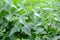 Nettle with green leaves