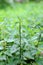 Nettle with green leaves