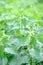 Nettle with green leaves