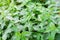 Nettle with green leaves. Medicinal plant. Food ingredient