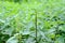 Nettle with green leaves. Medicinal plant. Food ingredient. Space for text