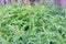 Nettle herb Latin Urtica cannabina grows against the background of a wooden fence in the village in the summer