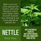 Nettle herbalist advises with herbs benefits