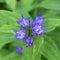 Nettle-leaved bellflower