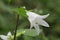 Nettle-leaved Bellflower