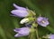 Nettle-leaved Bellflower