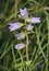 Nettle-leaved Bellflower