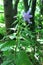 Nettle-leaved Bellflower (Campanula trachelium)