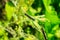 Nettle leaves close-up being eaten by black caterpillars with thorns and white dots. Stage of the caterpillar at the peacock