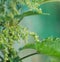 Nettle leaves closeup. Medicine plant. Nature