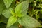 Nettle leaves green fresh plant stinging close-up in sunlight