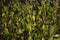 Nettle leaves on hot day in sun