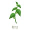 Nettle plant icon, cartoon style