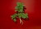 Nettle plant isolated on a red background