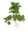 nettle plant on white background