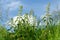 Nettle plants