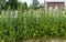 Nettle plants on the background of a white wooden fence