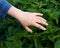 Nettle sting a skin