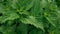 Nettle top view. Dense grass with carved leaves. Healing plant. Pattern