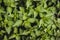 Nettle - top view, moody colors