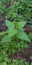 Nettle, top view, shallow dof