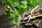 Nettle twigs, healthy infusion or oil bottle, gloves and garden pruner.