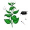 Nettle vector drawing. Isolated medical plant with leaves. Herb