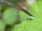 Nettle weevil