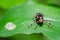 Nettle Weevil Phyllobius pomaceus on a green leaf