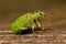 Nettle weevils