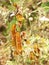 Nettles brown pods (Mucuna pruriens)