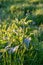 Nettles in the meadow in spring sunset