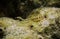 Network pipefish Corythoichthys flavofasciatus
