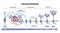 Neurogenesis as detailed neuron development process stages outline diagram