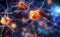 Neurological Medicine - New Neuron in the Brain.