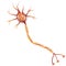 Neuron