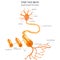 Neuron anatomy