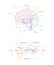 Neuron anatomy. Axons, dendrites, cell body, myelin and synaptic cleft. Neuroscience infographic on white background