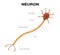 Neuron anatomy . infographic