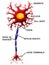 Neuron cell