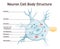 Neuron cell body anatomy. Cross detailed section anatomy. Dendrites, lysosomes